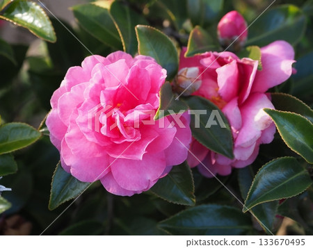 Beautiful camellia (Camellia sasanqua) Beautiful camellia (Camellia sasanqua) 133670495