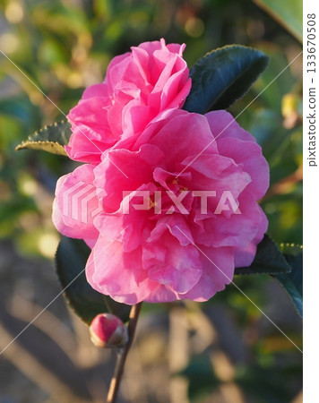 Beautiful camellia (Camellia sasanqua) Beautiful camellia (Camellia sasanqua) 133670508