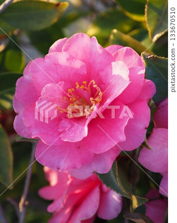 Beautiful camellia (Camellia sasanqua) Beautiful camellia (Camellia sasanqua) 133670510