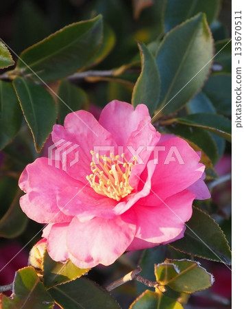 Beautiful camellia (Camellia sasanqua) 133670511