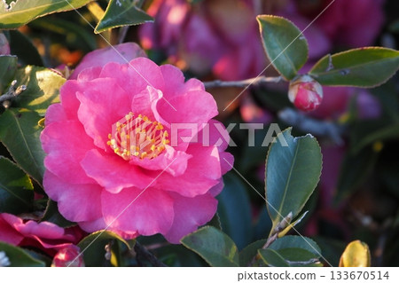 Beautiful camellia (Camellia sasanqua) Beautiful camellia (Camellia sasanqua) 133670514