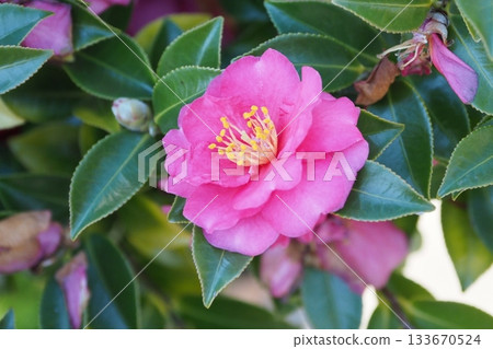 Beautiful camellia (Camellia sasanqua) 133670524