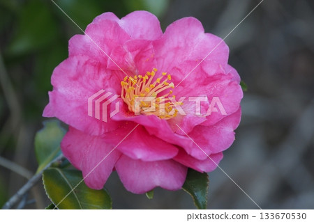 美麗的茶梅（Camellia sasanqua） 133670530