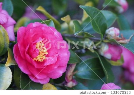 Beautiful camellia (Camellia sasanqua) 133670533