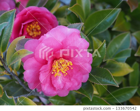 Beautiful camellia (Camellia sasanqua) 133670542