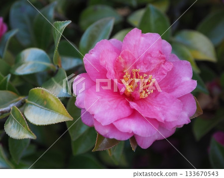 Beautiful camellia (Camellia sasanqua) 133670543