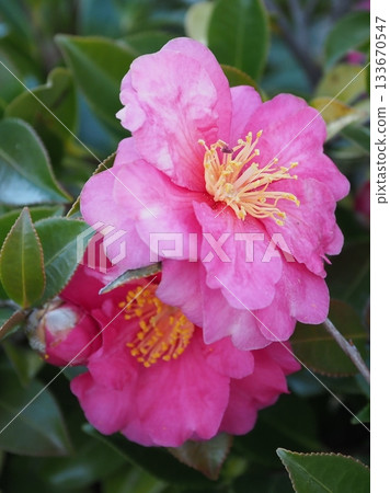 美麗的茶梅（Camellia sasanqua） 133670547