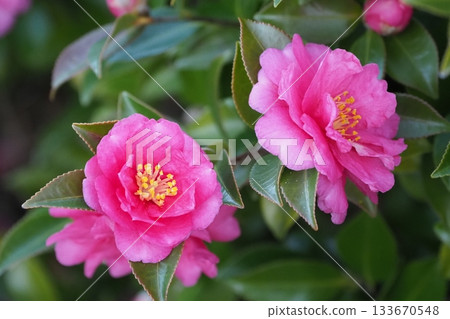 美麗的茶梅(Camellia sasanqua) 美麗的茶梅(Camellia sasanqua) 133670548