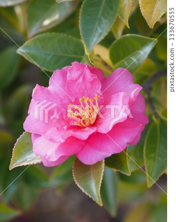 Beautiful camellia (Camellia sasanqua) 133670555