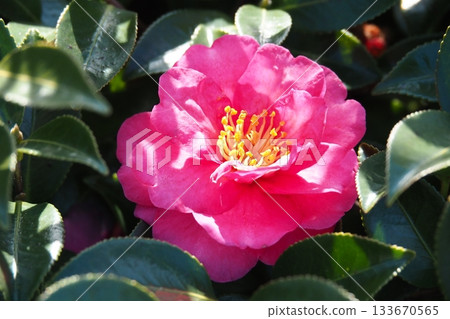 Beautiful camellia (Camellia sasanqua) Beautiful camellia (Camellia sasanqua) 133670565
