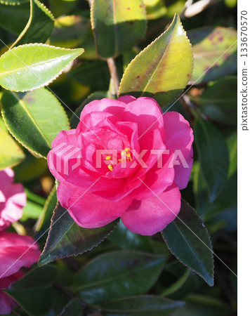 美麗的茶梅（Camellia sasanqua） 133670570