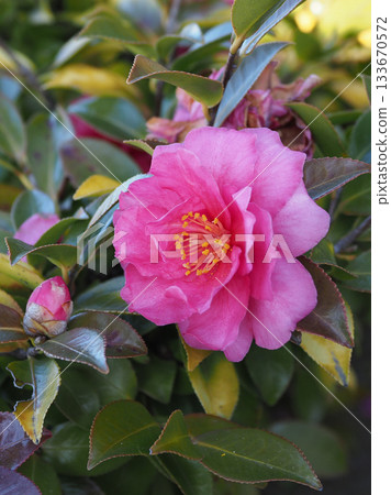 Beautiful camellia (Camellia sasanqua) 133670572