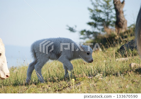 Animals of Olkhon Island. In the foreground, a small white domestic bull stands against a backdrop of a herd of local cows. It's autumn, daytime, the grass has already faded 133670590