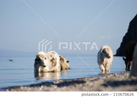 Several large domestic yaks of different colors stand at a watering hole in Lake Baikal. 133670626