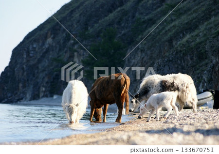 Several large domestic yaks of different colors stand at a watering hole in Lake Baikal. 133670751