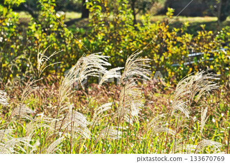 White silver grass ears (autumn, November) White silver grass ears (autumn, November) 133670769