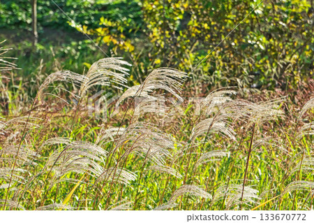 白銀草穗（秋季，11月） 133670772
