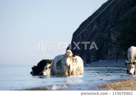 Several large domestic yaks of different colors stand at a watering hole  133670862
