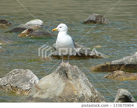 One white seagull from Olkhon Island sits on the shore, on a rock. 133670904