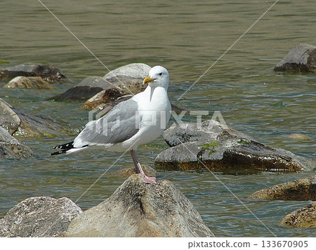 One large white seagull from Olkhon Island sits on the shore, on a rock. One large white seagull from Olkhon Island sits on the shore, on a rock. 133670905