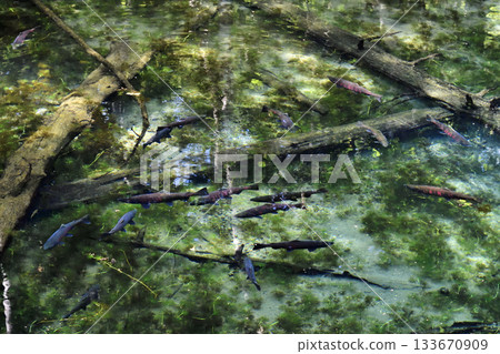 櫻花鮭魚在神之池中游動 櫻花鮭魚在神之池中游動 133670909