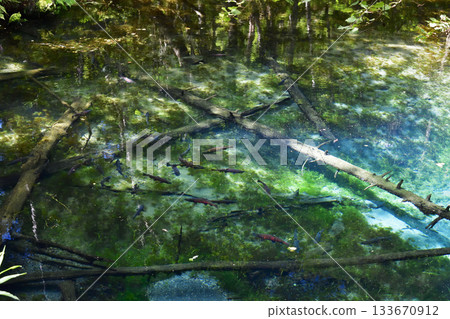 櫻花鮭魚在神之池中游動 133670912
