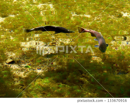 櫻花鮭魚在神之池中游動 133670916