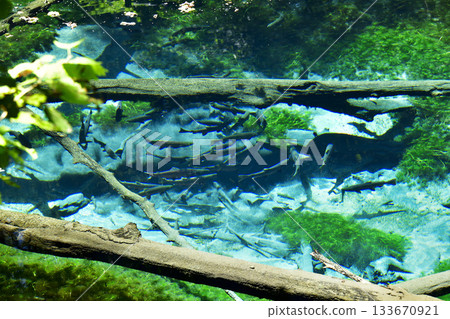 Cherry salmon swimming in Kaminoko Pond 133670921