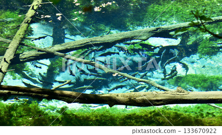 Cherry salmon swimming in Kaminoko Pond Cherry salmon swimming in Kaminoko Pond 133670922