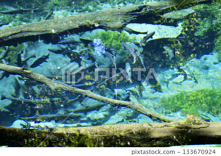 櫻花鮭魚在神之池中游動 櫻花鮭魚在神之池中游動 133670924