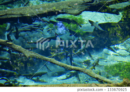 櫻花鮭魚在神之池中游動 133670925