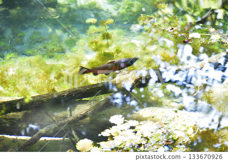 櫻花鮭魚在神之池中游動 133670926