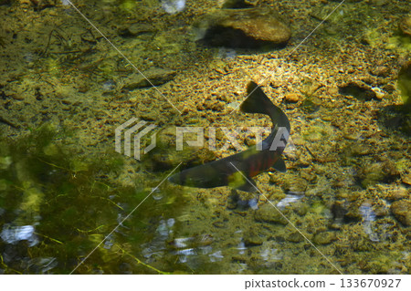 櫻花鮭魚在神之池中游動 133670927