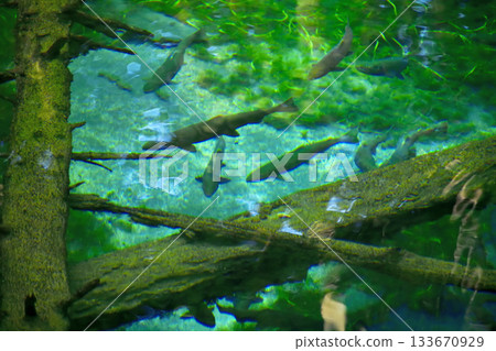 櫻花鮭魚在神之池中游動 133670929