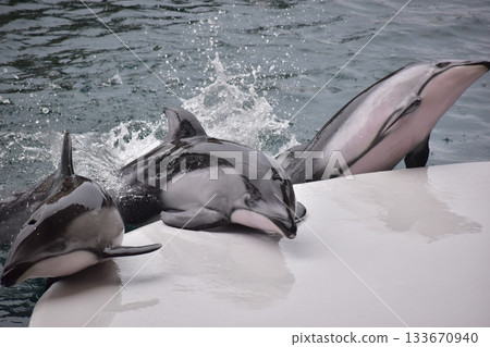 Hyogo Aquarium Kinosaki Marine World Dolphins 133670940