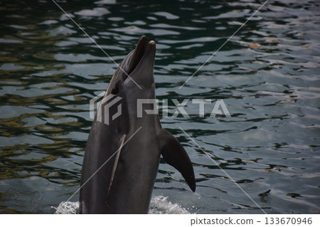 Hyogo Aquarium Kinosaki Marine World Dolphins 133670946