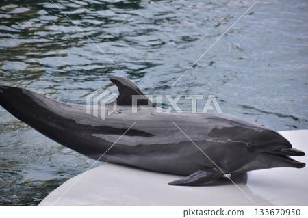 Hyogo Aquarium Kinosaki Marine World Dolphins 133670950