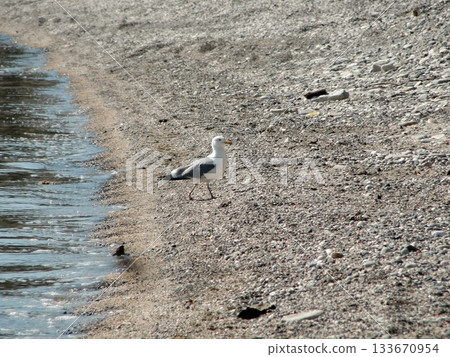 One large white seagull from Olkhon Island sits on the shore, 133670954