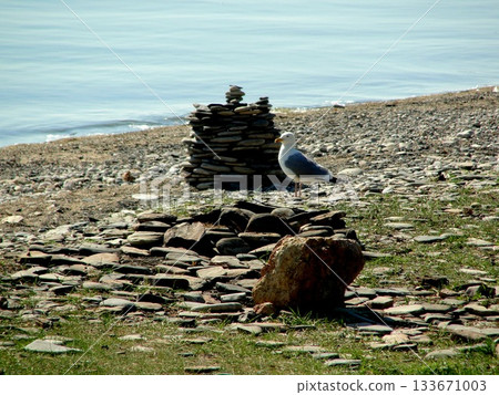 One large seagull from Olkhon Island sits on the shore, on a rock. 133671003