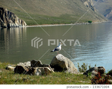One large white seagull from Olkhon Island sits on the shore, on a rock. One large white seagull from Olkhon Island sits on the shore, on a rock. 133671004