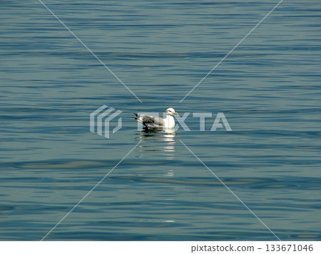 One large white seagull from Olkhon Island sits on the water 133671046