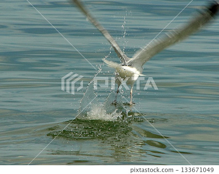 One large white seagull from Olkhon Island sits on the water 133671049
