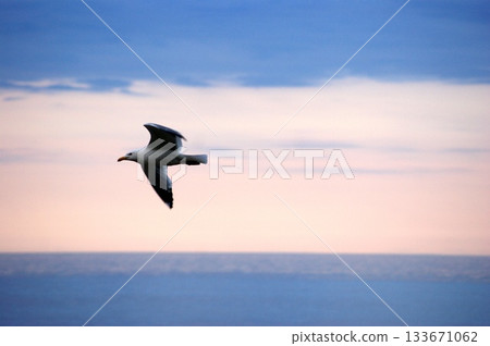 One large white seagull from Olkhon Island flies in the sky 133671062