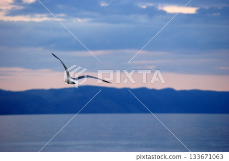 One large white seagull from Olkhon Island flies in the sky One large white seagull from Olkhon Island flies in the sky 133671063