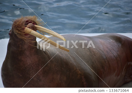 Hyogo Aquarium Kinosaki Marine World Sea lions 133671064