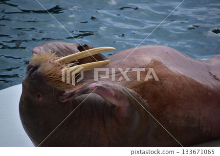 兵庫水族館 城崎海洋世界 海獅 兵庫水族館 城崎海洋世界 海獅 133671065
