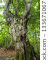 Beech's old tree 133671067