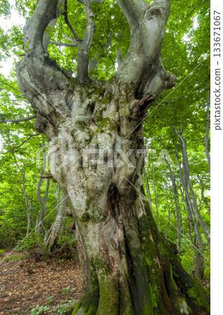 Beech's old tree 133671067
