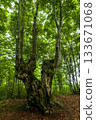 Beech's old tree 133671068
