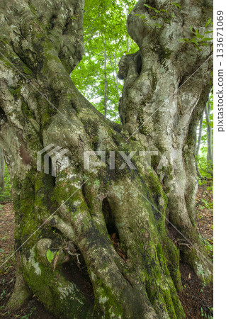 Beech's old tree Beech's old tree 133671069